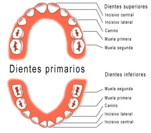Cuántos dientes tenemos